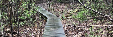 Old narrow boardwalk through the woods
