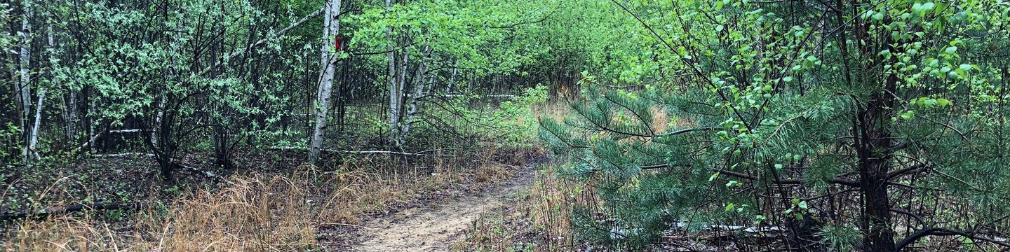 Nature trail surrounded by woods and tall grass