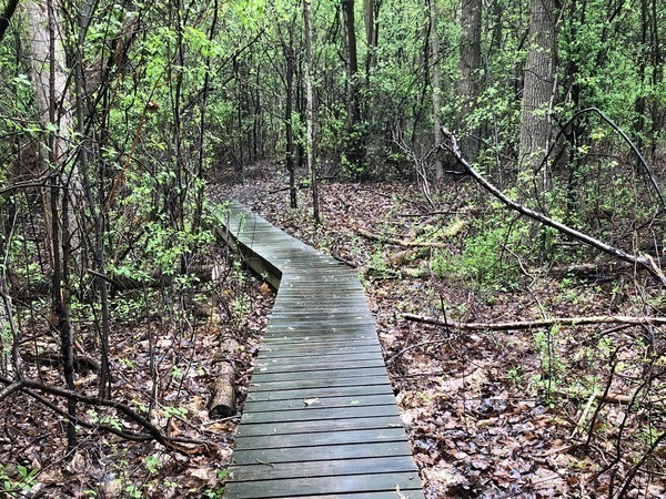 Boardwalk trail through trees
