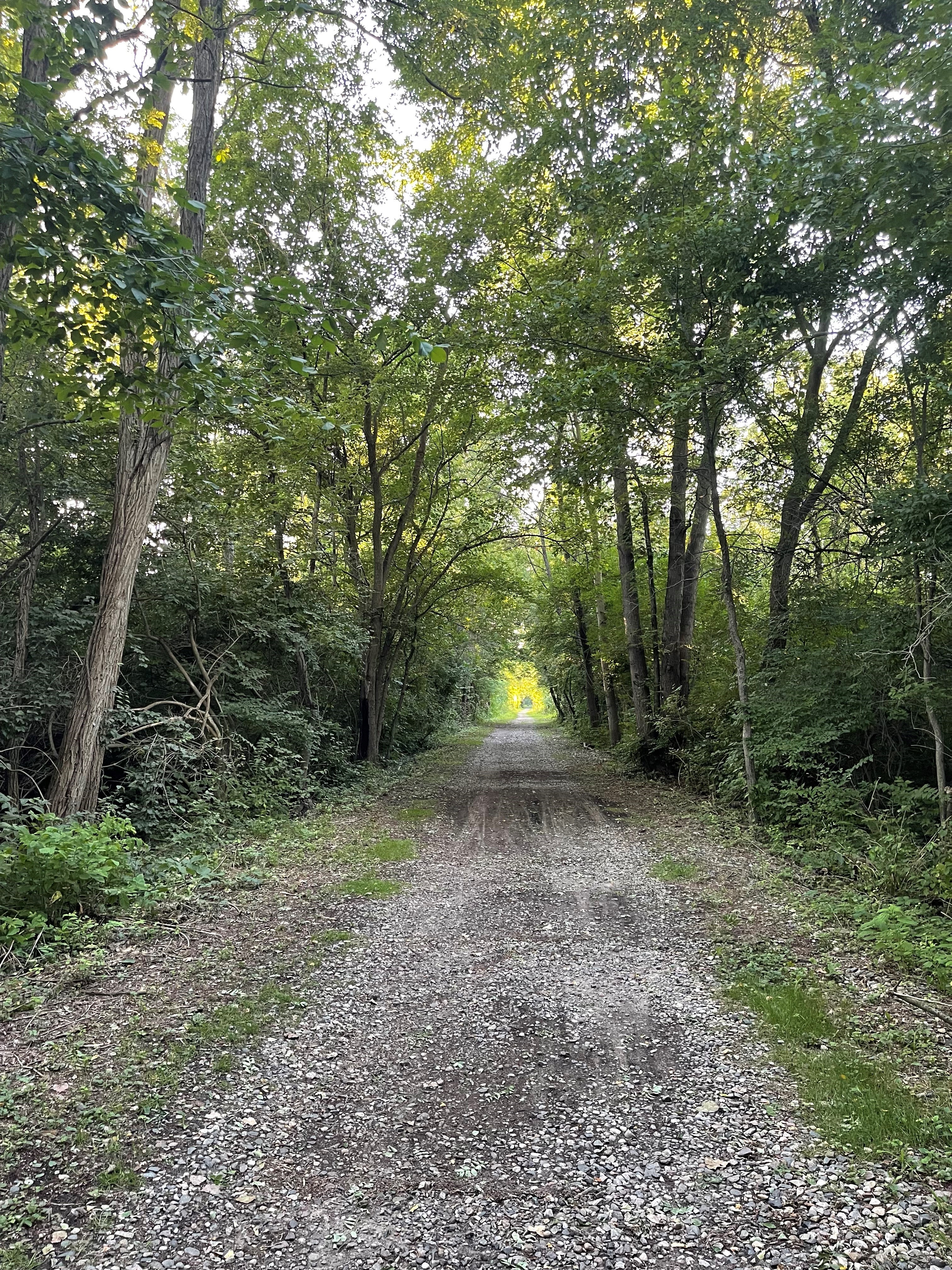 walking path through the woods with sunlight in the leaves